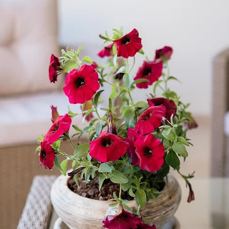 Xenia Serenity Kalamata