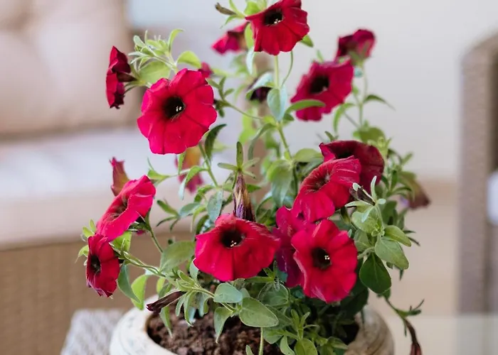 Xenia Serenity Kalamata